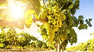 Image result for rôtie