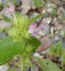 Attēlu rezultāti vaicājumam “Galeopsis tetrahit flower”