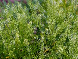 Attēlu rezultāti vaicājumam “Lepidium densiflorum flower”