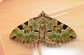 Attēlu rezultāti vaicājumam “Colostygia pectinataria”