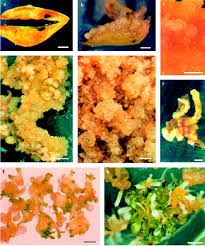 Attēlu rezultāti vaicājumam “Gentiana pneumonanthe leaf”