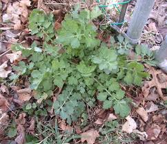 Attēlu rezultāti vaicājumam “Chelidonium majus bud”