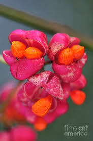Attēlu rezultāti vaicājumam “Euonymus europaeus fruit”