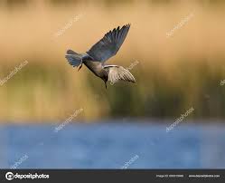 Attēlu rezultāti vaicājumam “Chlidonias niger”