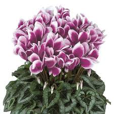 Image result for Cyclamen persicum