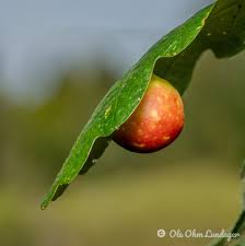 Attēlu rezultāti vaicājumam “Cynips quercusfolii”