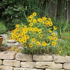 Attēlu rezultāti vaicājumam “Rudbeckia hirta var. hirta flower”