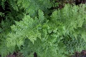 Attēlu rezultāti vaicājumam “Athyrium filix-femina”