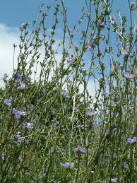 Image result for Cichorium intybus