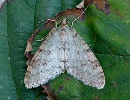 Attēlu rezultāti vaicājumam “Trichopteryx carpinata”