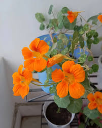 Attēlu rezultāti vaicājumam “Tropaeolaceae”