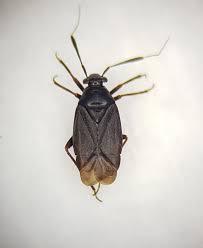 Attēlu rezultāti vaicājumam “Capsus ater”