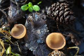 Attēlu rezultāti vaicājumam “Ciboria amentacea”