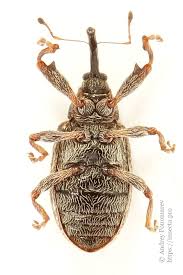 Attēlu rezultāti vaicājumam “Anthonomus pomorum”