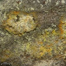 Attēlu rezultāti vaicājumam “Chaenotheca ferruginea”