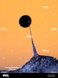 Attēlu rezultāti vaicājumam “Paradiacheopsis sp.”