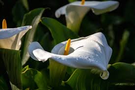 Attēlu rezultāti vaicājumam “Calla palustris flower”