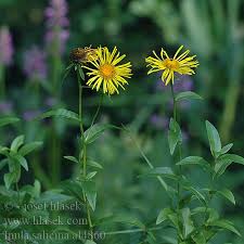 Attēlu rezultāti vaicājumam “Inula salicina bud”