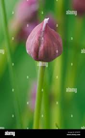 Attēlu rezultāti vaicājumam “Allium schoenoprasum bud”