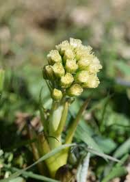 Attēlu rezultāti vaicājumam “Petasites spurius”