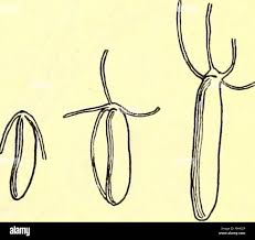 Attēlu rezultāti vaicājumam “Diderma radiatum young”