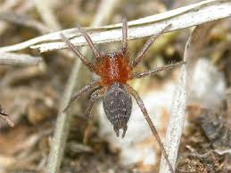 Attēlu rezultāti vaicājumam “Agelena labyrinthica”