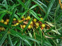 Attēlu rezultāti vaicājumam “Hippophae rhamnoides male flower”