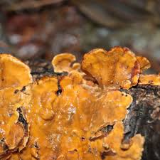 Attēlu rezultāti vaicājumam “Stereum hirsutum”