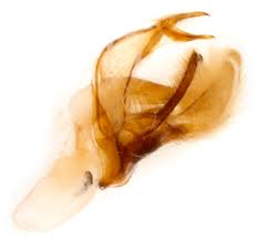 Attēlu rezultāti vaicājumam “Pediasia fascelinella”