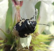 Attēlu rezultāti vaicājumam “Tritomegas bicolor”
