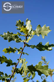 Attēlu rezultāti vaicājumam “Quercus robur leaf”