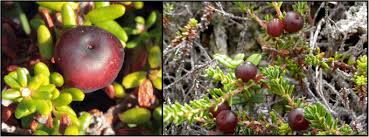 Attēlu rezultāti vaicājumam “Empetraceae”