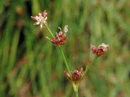 Attēlu rezultāti vaicājumam “Juncus bulbosus flower”
