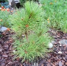 Attēlu rezultāti vaicājumam “Pinus ponderosa”