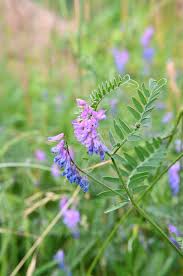 Attēlu rezultāti vaicājumam “Vicia tenuifolia flower”