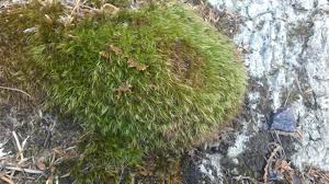 Attēlu rezultāti vaicājumam “Paraleucobryum longifolium”
