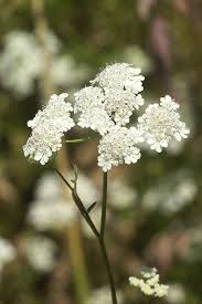 Attēlu rezultāti vaicājumam “Daucus carota subsp. carota flower”