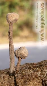 Attēlu rezultāti vaicājumam “Tulostoma fimbriatum”