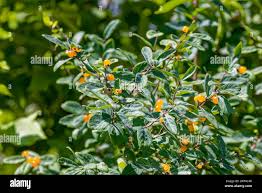 Attēlu rezultāti vaicājumam “Lonicera tatarica fruit”