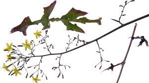 Attēlu rezultāti vaicājumam “Mycelis muralis”