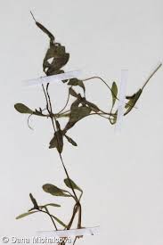 Attēlu rezultāti vaicājumam “Callitriche cophocarpa leaf”