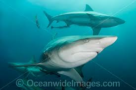 Image result for Carcharhinus limbatus