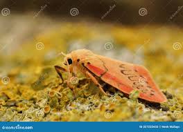 Attēlu rezultāti vaicājumam “Miltochrista miniata”