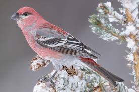 Image result for Pinicola enucleator