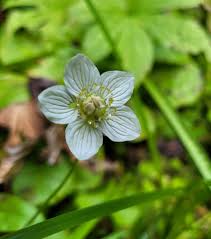 Attēlu rezultāti vaicājumam “Parnassia palustris leaf”