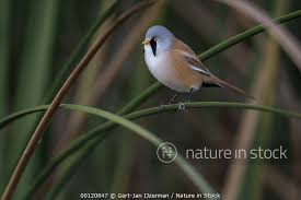 Attēlu rezultāti vaicājumam “Panurus biarmicus male”