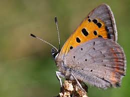 Attēlu rezultāti vaicājumam “Lycaena phlaeas underside”