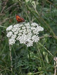 Attēlu rezultāti vaicājumam “Peucedanum palustre flower”