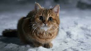 Image result for мороз