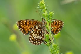 Attēlu rezultāti vaicājumam “Melitaea diamina underside”